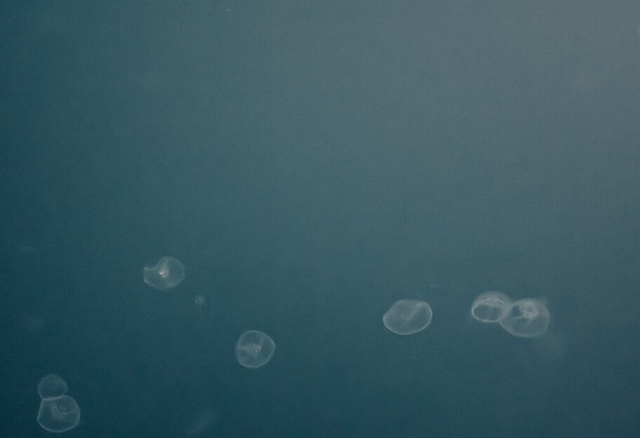 Медузы в Днепре - почему появились и чем это опасно - фото 1
