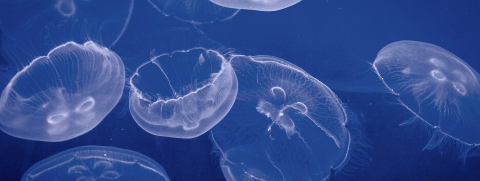 В Черном море 