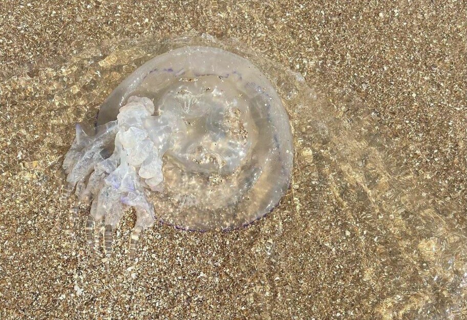 Медузы в Азовском море огромные - в Бердянске их запрещают выносить - фото, видео - фото 1
