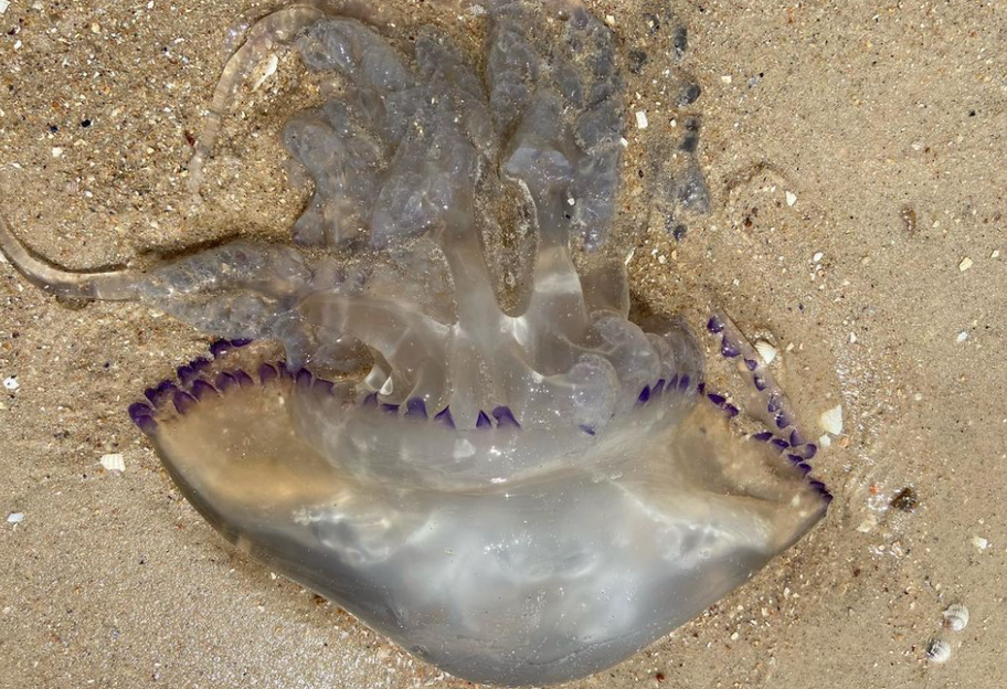 Отдых на Азовском море - в Кирилловке нашли спасение от медуз - фото - фото 1