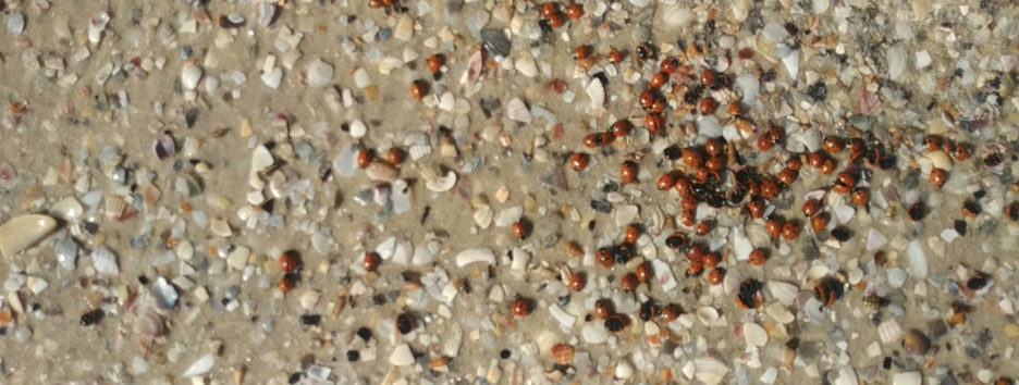 У Залізному Порту масово загинули сонечка, а в воді – багато зелених водоростей (відео)