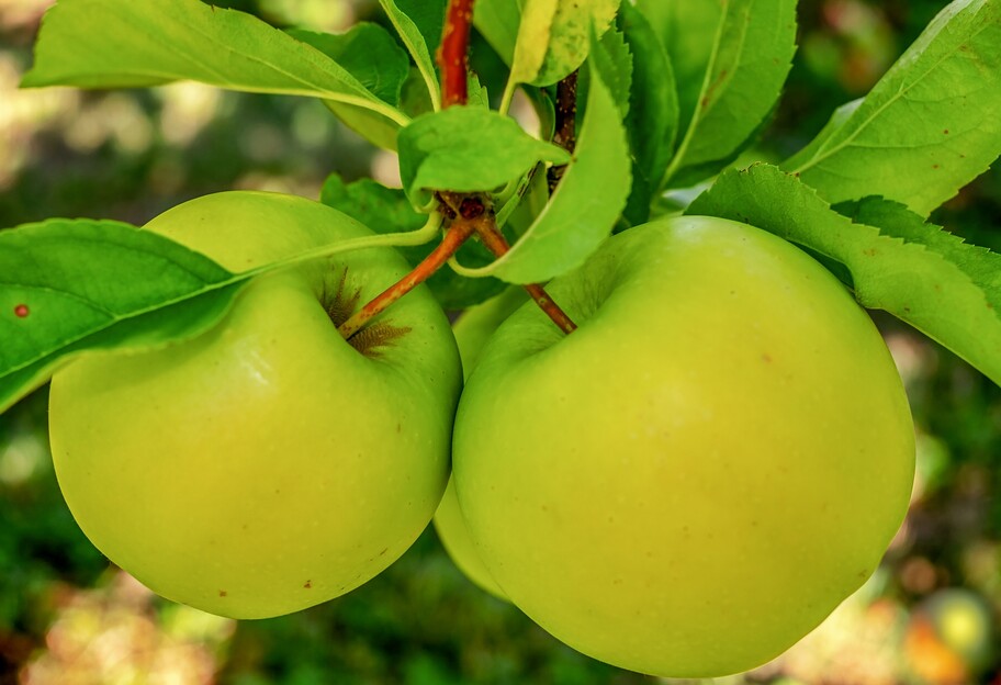 Зелені яблука - кому і чому їх їсти не можна - поради дієтолога - фото 1