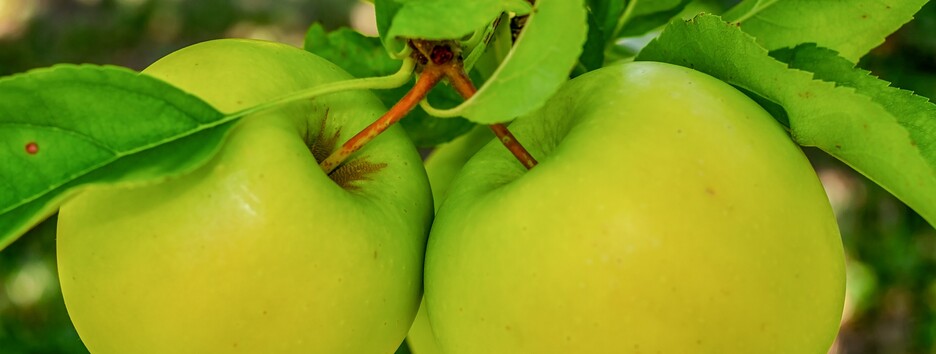 Підвищують апетит і не тільки: кому краще не їсти зелених яблук