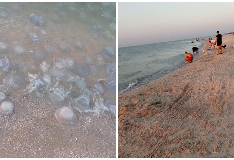 Медузи у Кирилівці - пляжі завалені живністю, яку не прибирають - відео - фото 1