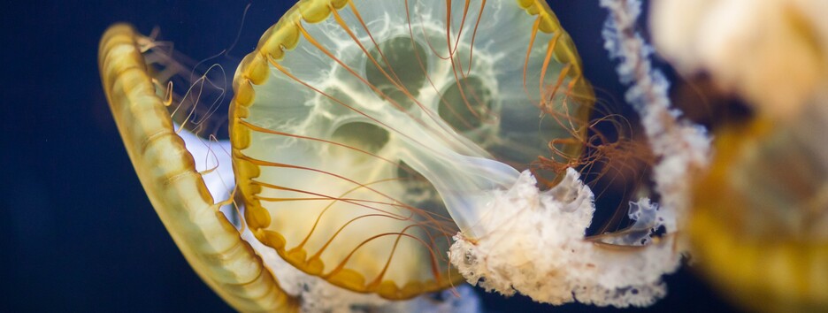 В Азовському морі медуз стільки, що їх збирають екскаватором (відео)