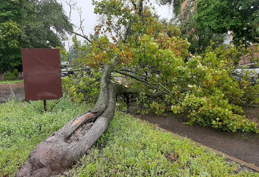 Під Києвом шквальний вітер повалив дерева - двоє чоловіків загинули - фото 1