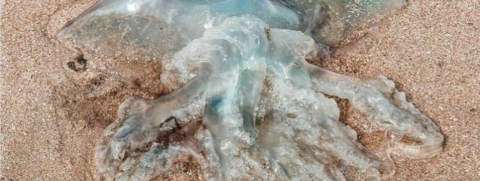 У Бердянську піймали гігантську медузу і перетворили на 