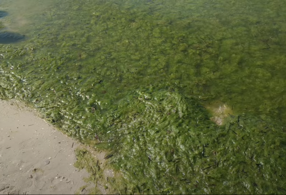 Отдых на Черном море - в Железном Порту море в водорослях - фото, видео - фото 1