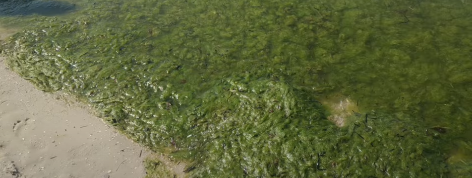 Купатися неможливо: Чорне море на херсонському курорті 