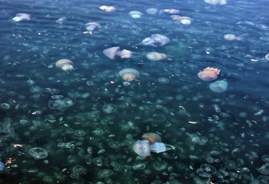 Медузы в Азовском море с высоты птичьего полета - видео  - фото 1