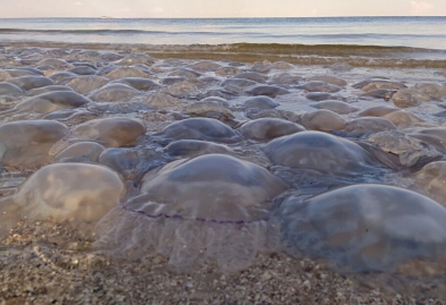 Медузы в Черном море - почему в Украине нашествие, а в Турции нет - фото 1