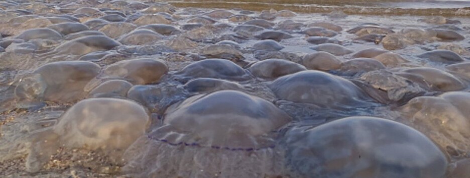 Эколог объяснила, почему в Украине медуз так много, а в Турции их нет