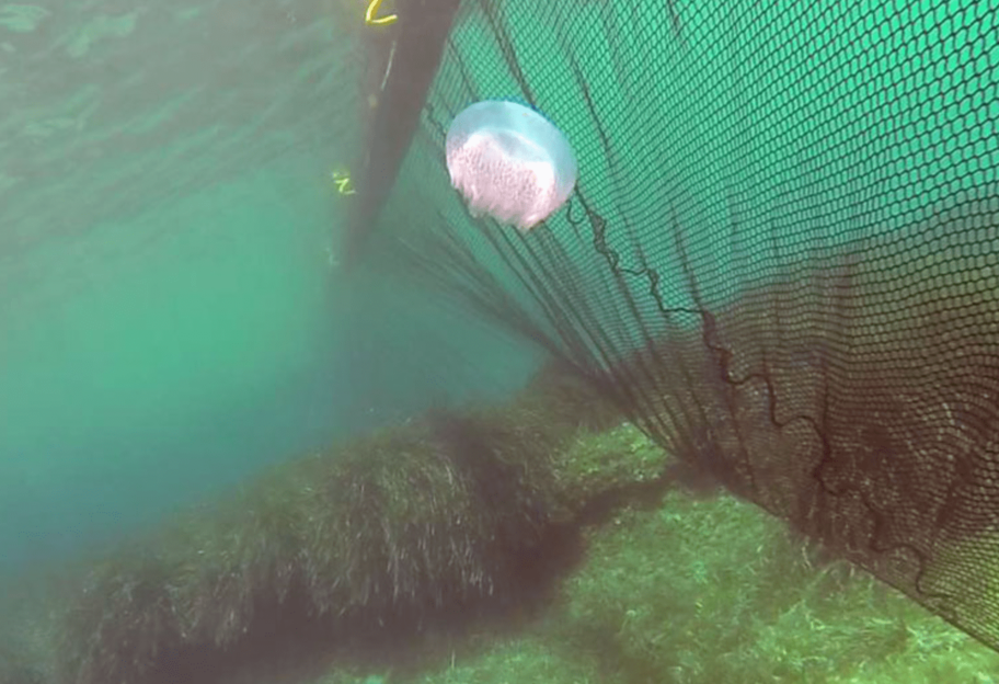 Отдых на Азовском море - в Бердянске придумали защиту от медуз - видео, фото - фото 1