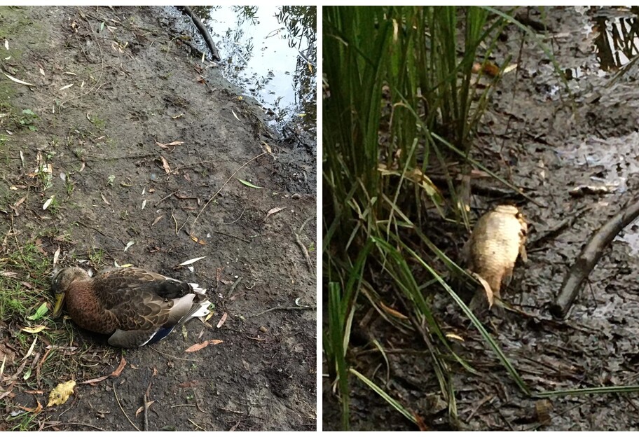 Умирают утки и рыба - в Киеве в Голосеевском парке мор - фото - фото 1