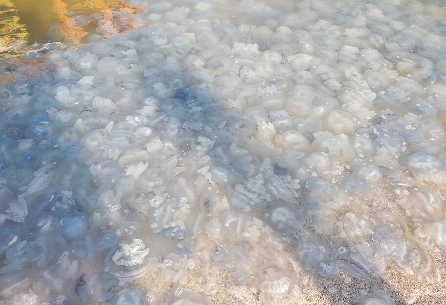 Медузи в Азовському морі гинуть - на пляжах смердить, фото, відео - фото 1