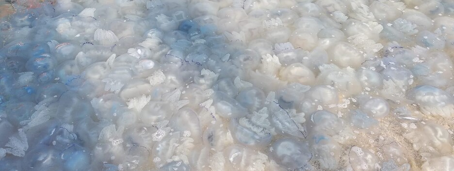 Медузы в Кирилловке не дают зайти в море, туристы жалуются на запах (фото, видео)