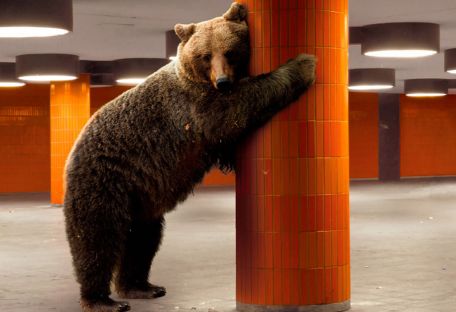 Какие фильмы стоит посмотреть по итогам Берлинского кинофестиваля