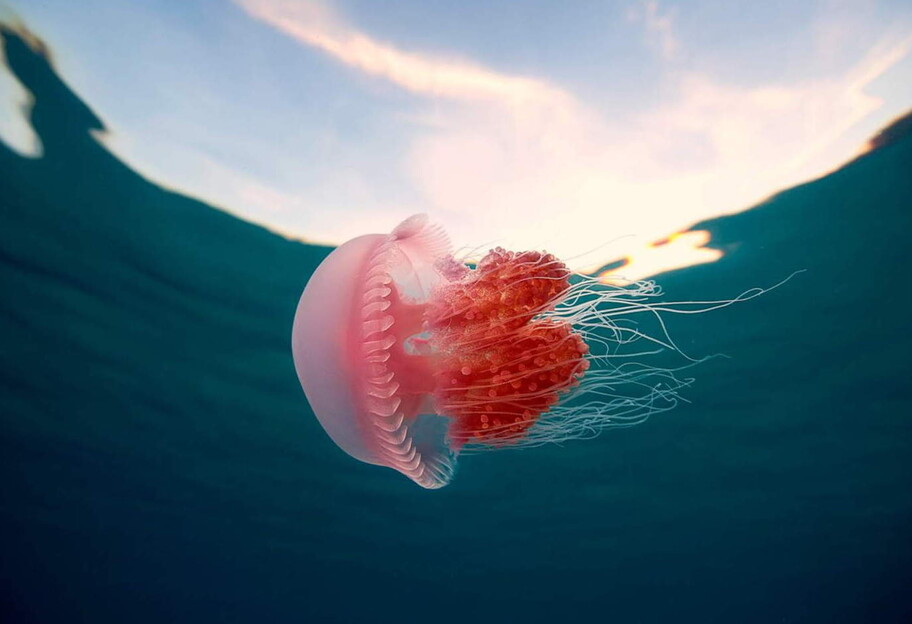 Медузи в Азовському морі викликають опіки навіть без торкання - отрути багато в воді - фото 1