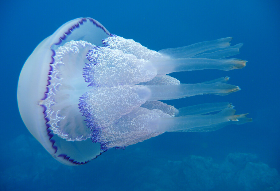 Отдых на Азовском море - ученый объяснил, почему здесь развелось много медуз - фото 1