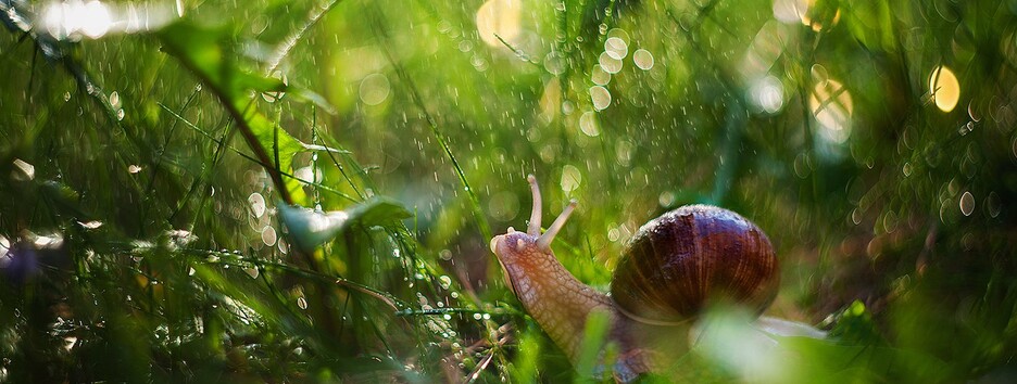 Спека повернулася до Києва: синоптики обіцяють грозовий тиждень і коротке похолодання