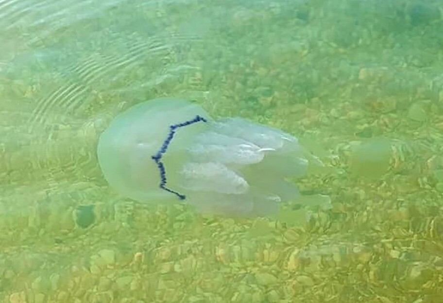 Азовське море - ситуація з медузами у Кирилівці, Урзуфі і Щасливцевому - відео - фото 1
