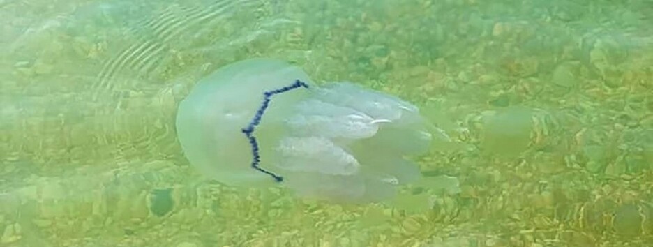 Медузи лежать у кілька 