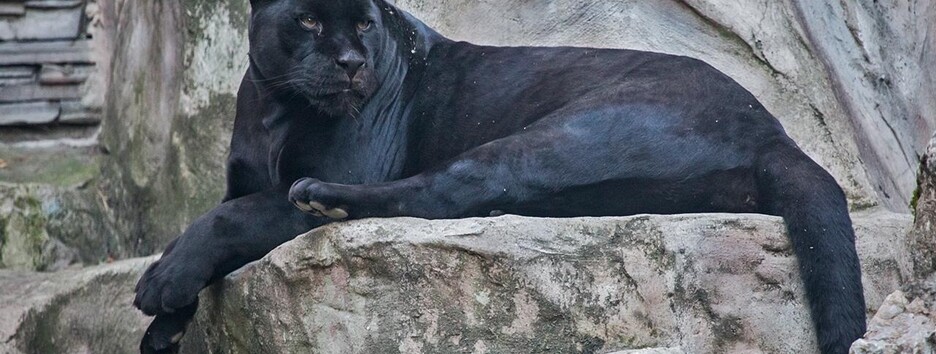 Під Полтавою пантера покусала чоловiка за голову 