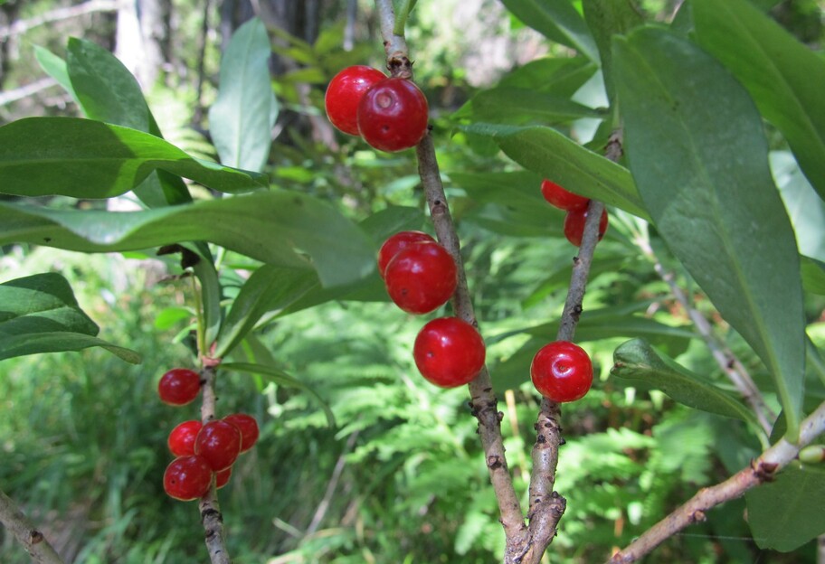 Какие лесные ягоды ядовиты - доктор перечислила самые опасные - фото 1