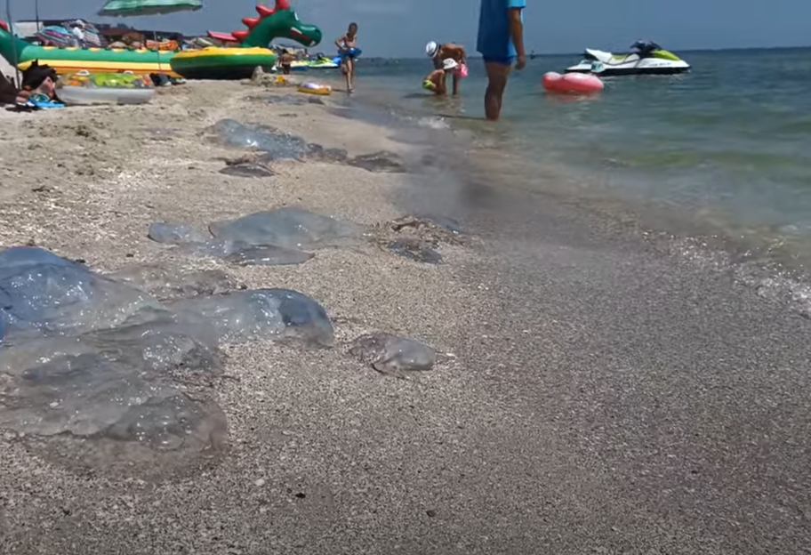 Медузы в Кирилловке - туристы снова жалуются, фото, видео  - фото 1