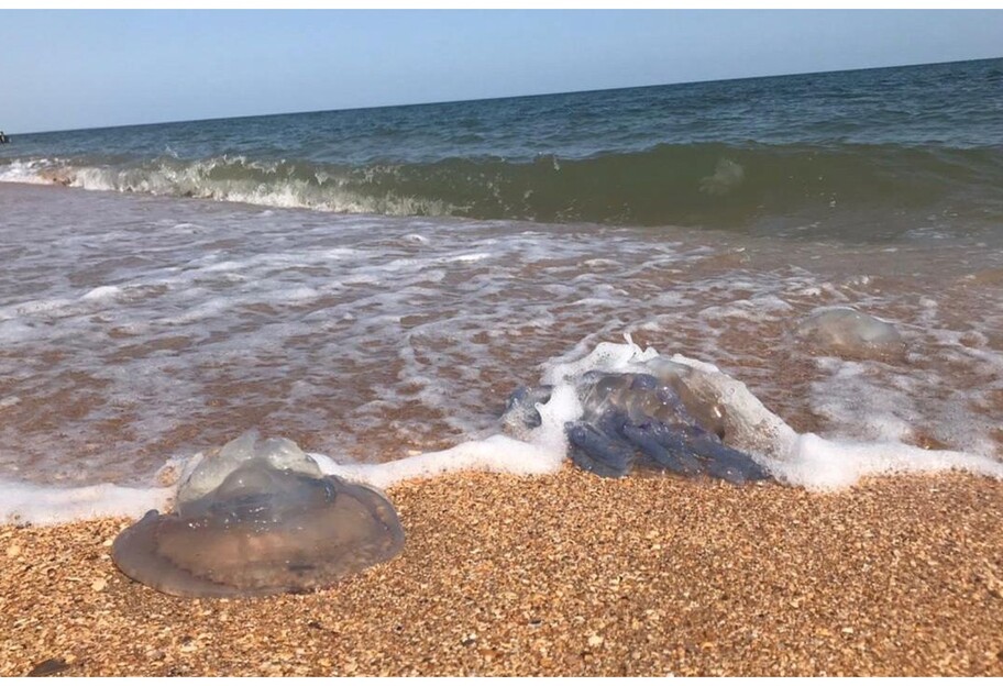 Медузы в Азовском море - туристы показали пляжи популярных курортов - фото - фото 1