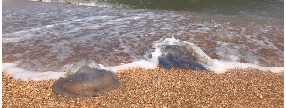 Медузы вернулись не везде: туристы показали, что происходит на Азовском море