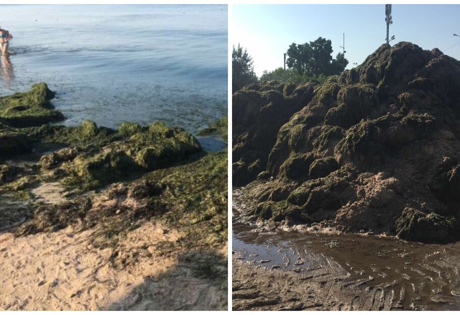 Море в Бердянске - пляжи завалило тоннами водорослей - применили бульдозеры - фото - фото 1