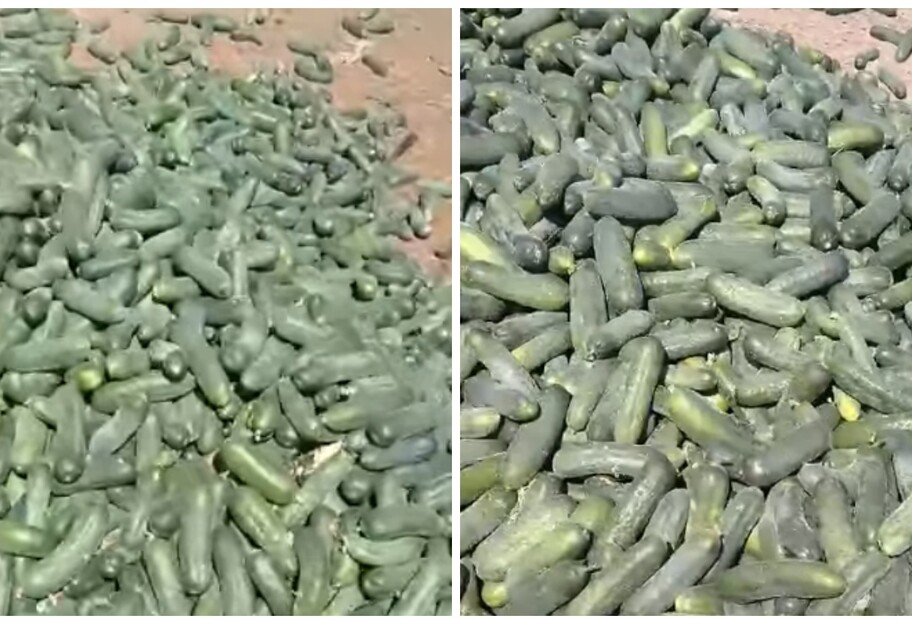 Огурцы настолько дешевые, что в Херсонской области фермер выбросил урожай - видео - фото 1