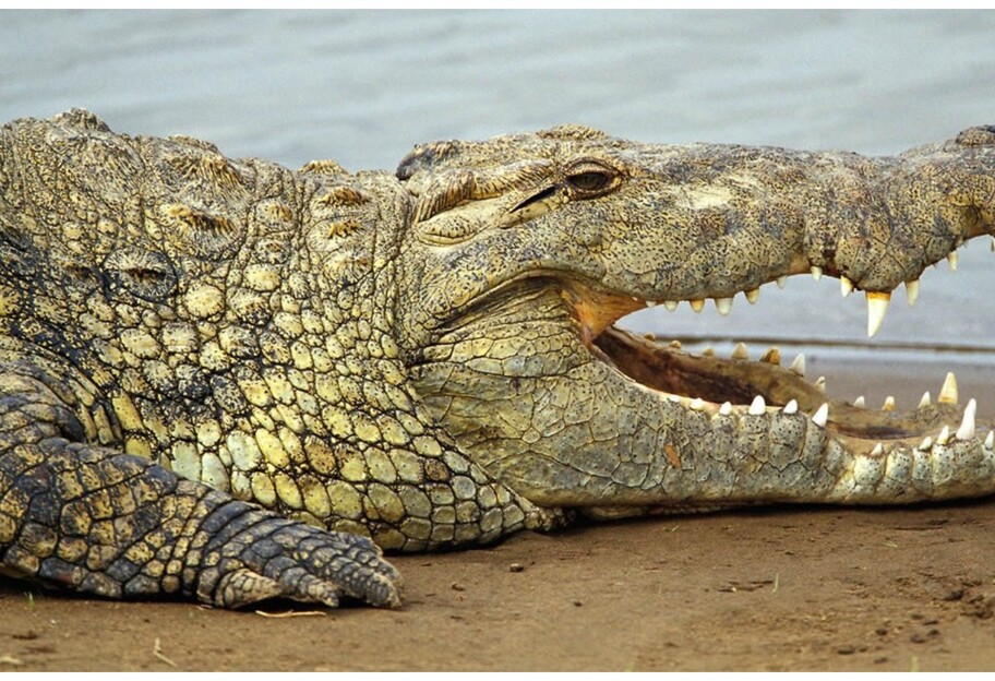 Крокодила заметили на Арабатской стрелке - полиция подтвердила - фото 1