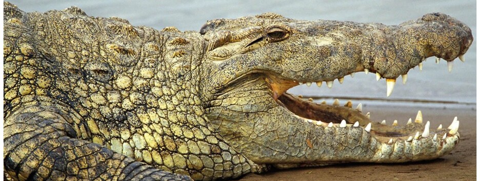 Видели, как ел утку: на Арабатской стрелке полиция ищет крокодила