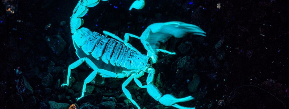 5 знаков Зодиака среди женщин, которые сводят с ума мужчин