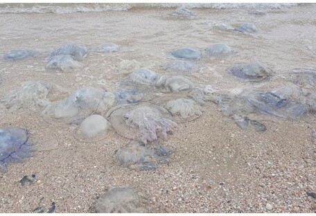 Шторм вынес из Азовского моря тысячи медуз: их выбрасывают обратно вместе с мусором