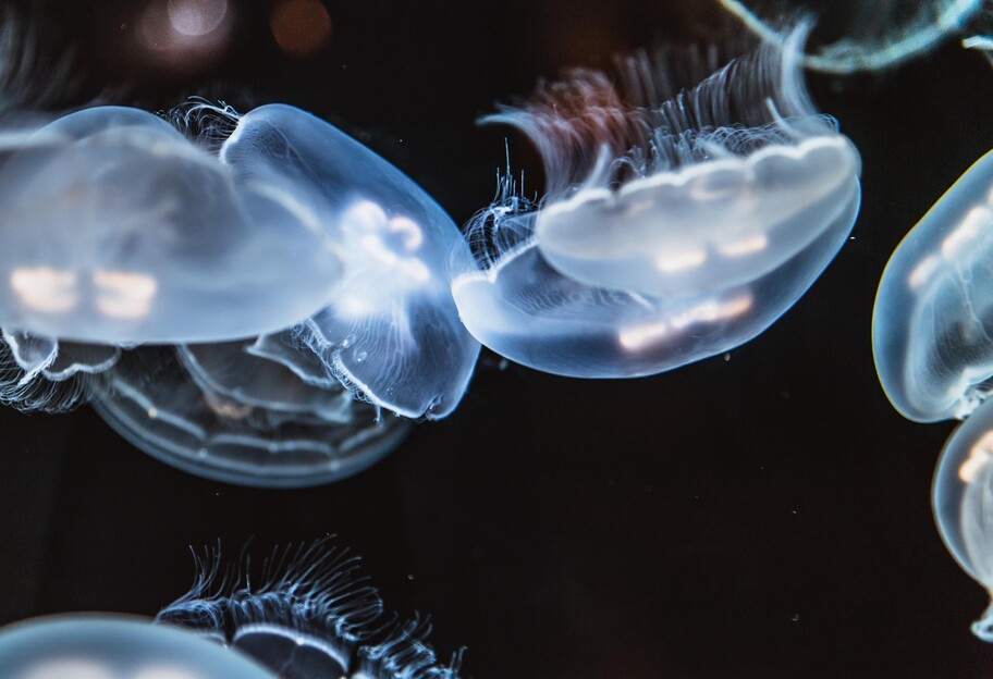 Отдых в Железном порту 2021 - море холодное и с медузами - видео - фото 1