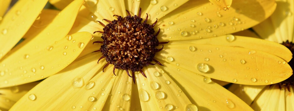 До 20 градусів: у Київ з дощами прийде різке похолодання