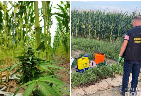 Полиция нашла огромное поле марихуаны: два гектара 