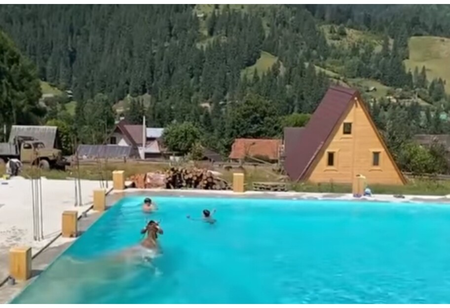 Корова запрыгнула в бассейн с детьми в Карпатах - видео - фото 1