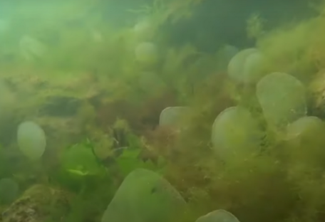 В Одессе в море заметили коконы червей, похожие на шарики ртути (видео)