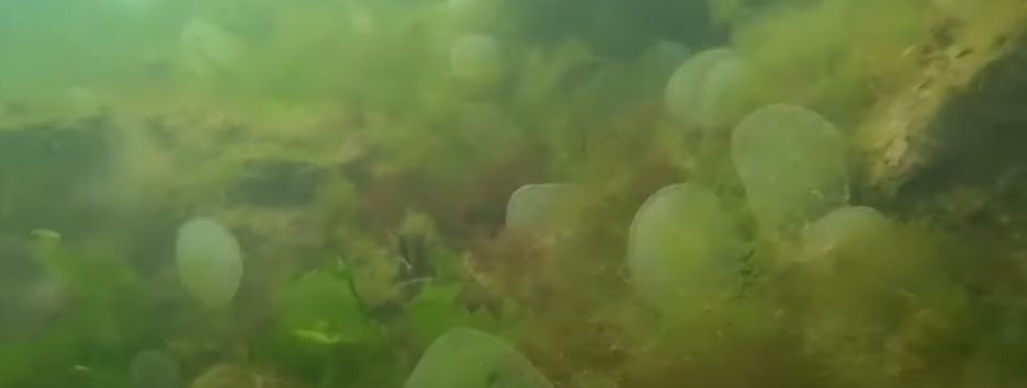В Одесі у морi знайшли кокони черв'яків, схожі на на кульки ртуті (відео)