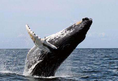 Можно ли понять, почему киты выбрасываются на сушу, совершая суицид