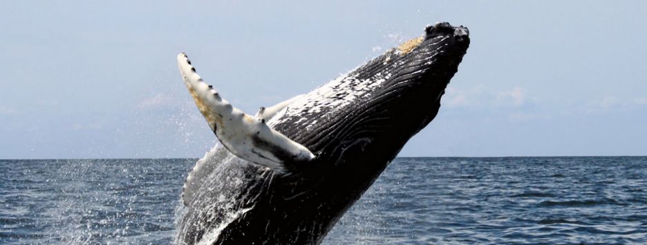 Можно ли понять, почему киты выбрасываются на сушу, совершая суицид