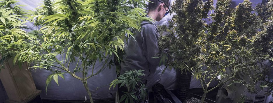 Нижняя палата парламента Нидерландов разрешила выращивать коноплю