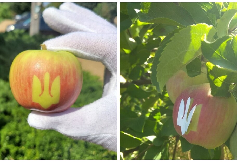 Яблука з тризубом виростили фермери у Вінниці - фото - фото 1
