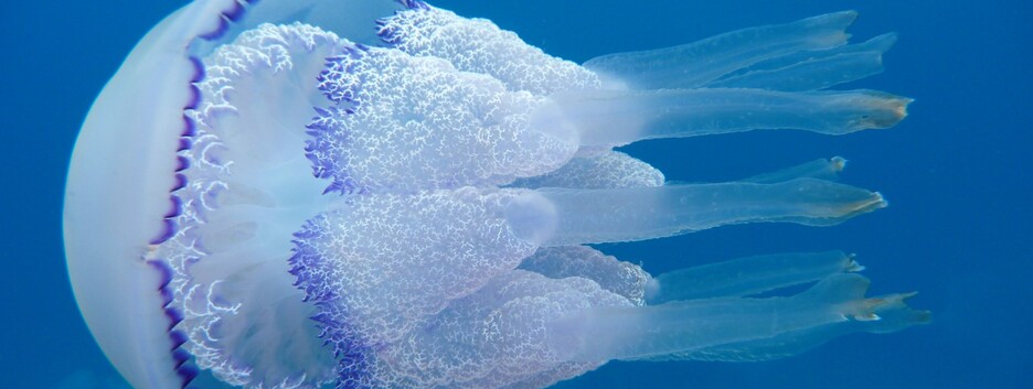 Отдыхающие на Азовском море жалуются на интоксикацию из-за медуз (видео)