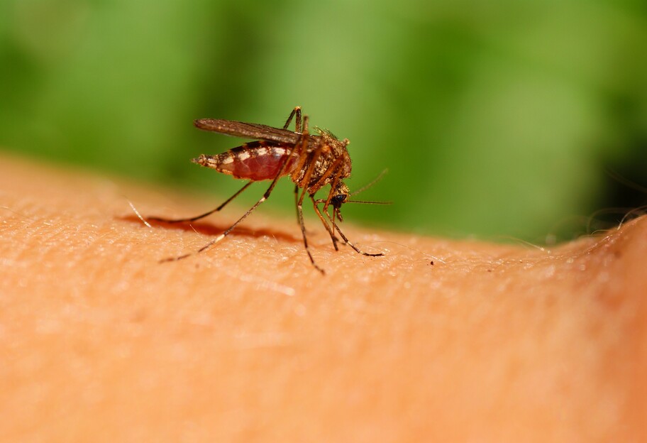 Отдых в Кирилловке - туристов атакуют тысячи комаров - видео - фото 1
