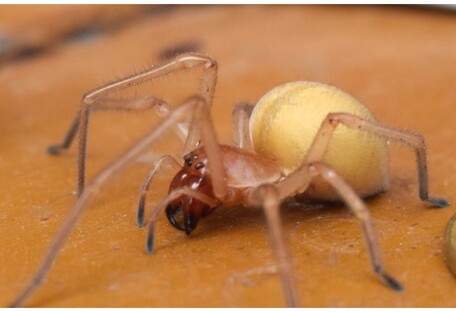 Вміють стрибати: в Україні розплодився новий вид небезпечних павуків (фото)